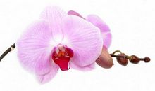 6月事业顺利，桃花朵朵开，旧情复燃，找回幸福的四大生肖