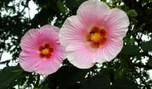 吉星入宅好运来，福气满满，未来1年财路大开，富贵无忧的3生肖