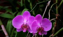 有骨气的四个生肖，不论多难都不会去求人，你在其中吗？