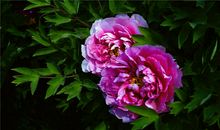 11月接财神，迎贵人，3生肖八方来财，四面有喜，开始人生巅峰！