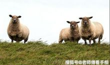 10月底，时来运转！特大好消息，4生肖运势喜洋洋，天天开口笑