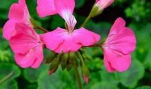 财运得力，钱财兴旺，事业步步高升的生肖，猪年注定能穷转富