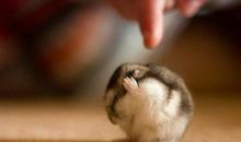 2020年属鼠人本命年上半年的运势