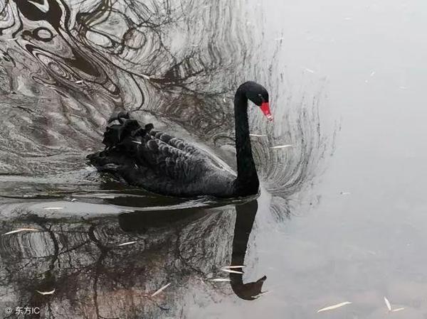 11月8日生肖运势 虎、兔、羊大吉