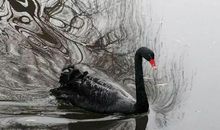 11月8日生肖运势 虎、兔、羊大吉