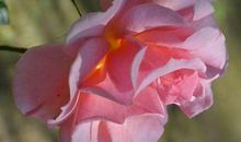 年底狗屎运走不停，喜事频繁进门，偏财运一路走高的3生肖