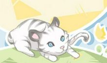 女人梦到一只大黄猫是什么意思