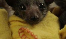 打死蝙蝠的后果