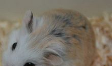 生肖鼠：“大囍”乘风而来，尤其是60、96年生的属鼠人，不接不囍