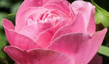 今年闰四月，出门遇贵人，事业蒸蒸日上，桃花运不断的4个生肖