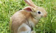 2021年属兔人全年运程如何 属兔人2021年每月运势大全