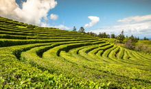 2020庚子年好运的生肖有哪些