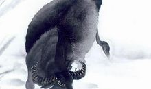 11月福气大旺的3个生肖，家中有喜，金银财宝都不缺