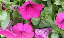 鱼跃龙门，顺势翻身的生肖，11月得健康福禄，大财无穷尽