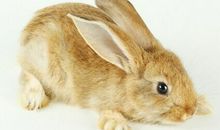 属兔的今年多大