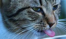 从风水上来看，猫来家好不好