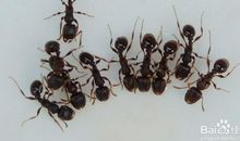 风水学中家里有蚂蚁是什么征兆