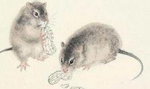 鼠年男孩名字首选