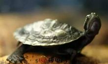 一直以来，龟影响家里的风水？是好的还是...？