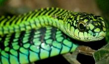 属蛇的人2020年运程(图文)