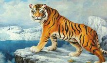 属虎过年出生的人是什么命 属虎正月初一出生命运(图文)