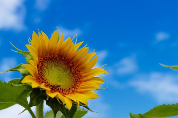 6月初，桃花万里挑一，邂逅爱情的四大生肖，财运蒸蒸日上 1