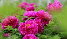 1月2日发财不愁，运势如虹，四个生肖将会事业一顺百顺