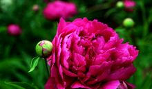 11月13号开始足踏黄金盆，四生肖能够收入大涨，生活条件得以改善!