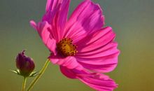 婚后“最不老实”的4大生肖男，花心又不顾家，找他们要当心