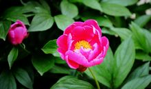 穷不过5月底，财运飙涨，横财大发的4个生肖，桃花运十足