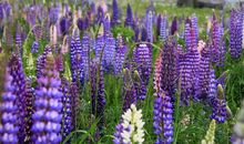 指迷居士十二生肖阳历运气算命咨询：2025年阳历5月19日运气预测