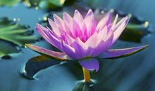 立冬之后生意好转，手头不紧俏的生肖，添丁发财，从此不缺钱