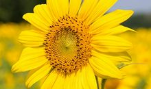 4月霉运散好运来的星座，你上榜了吗