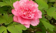 近期好运难挡，财运不俗，职场顺风顺水，生活越过越富贵的3生肖