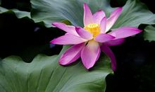 一生不缺吃喝，最有富贵命的3大生肖女！