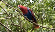 如何给鹦鹉起名字