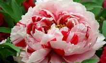 12生肖中的这3生肖，11月备受财神爷关照，百万钱财临门，赚不停