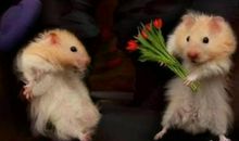 2020年属鼠本命年能买房吗