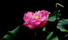 从2020年起，财运大开，鸿运当头，吉星高照的四大生肖