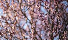 未来五个月整体运势攀升，财运格外旺盛，气势十足的四属相