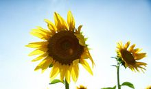 6月初，桃花万里挑一，邂逅爱情的四大生肖，财运蒸蒸日上