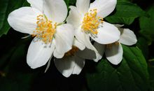 5月下旬喜运缠身，紫气东来，喜事多到数不过来的四属相