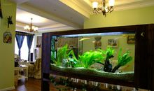 鱼缸在家居风水的摆放与禁忌