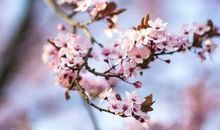 5月下旬起运势回升，贵人相助，事业稳步上升，诸事顺利的四属相