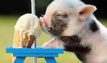 属猪的人2020年运程(图文)