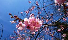 1956年的何时运气不佳(图文)