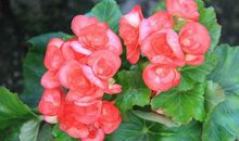 家里养什么花风水好，首选这几款