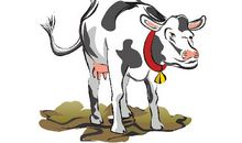 生肖牛男人的感情弱点是什么