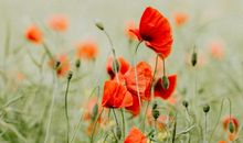 未来六个月紫气萦绕，吉星伴身，财运大逆袭，欢乐相随的四属相