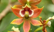 明天起，喜鹊报大喜，18号不得了，19号上上吉，4生肖惹不起！